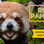 Close-up of a red panda with fluffy fur and a curious expression, surrounded by green foliage. Text reads "Red Pandas – Adorable, Agile, and So Smart."