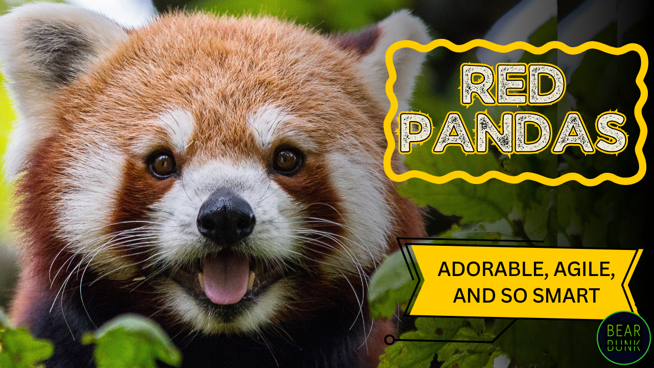 Red Panda: Clever, Cute, and Wildly Unique