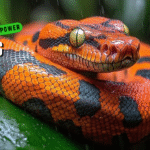Close-up of a vibrant orange and black boa snake coiled on a green leaf, showcasing its scales and eyes.