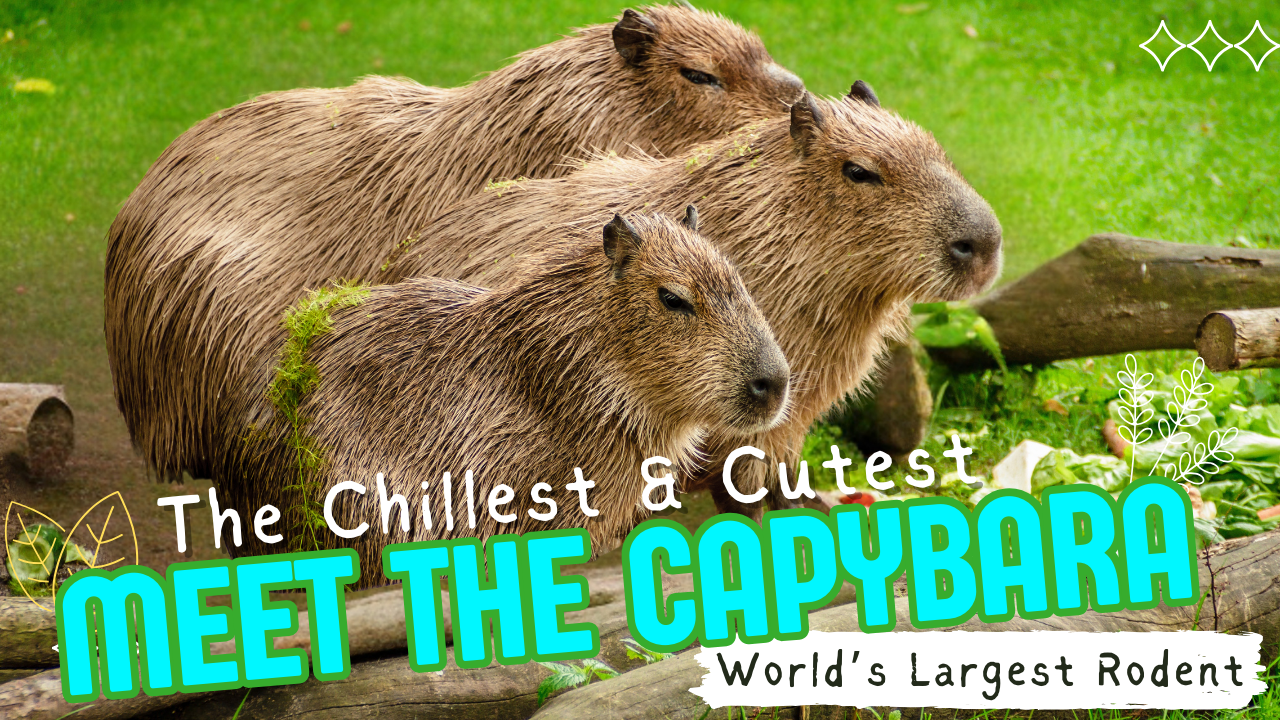 Capybara: Fun Facts About the World’s Largest Rodent