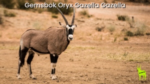 Gemsbok Oryx Gazella Gazella