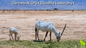 Gemsbok Oryx Gazella Laeucoryx