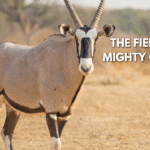 A striking gemsbok antelope with long, spear-like horns standing in the African desert.
