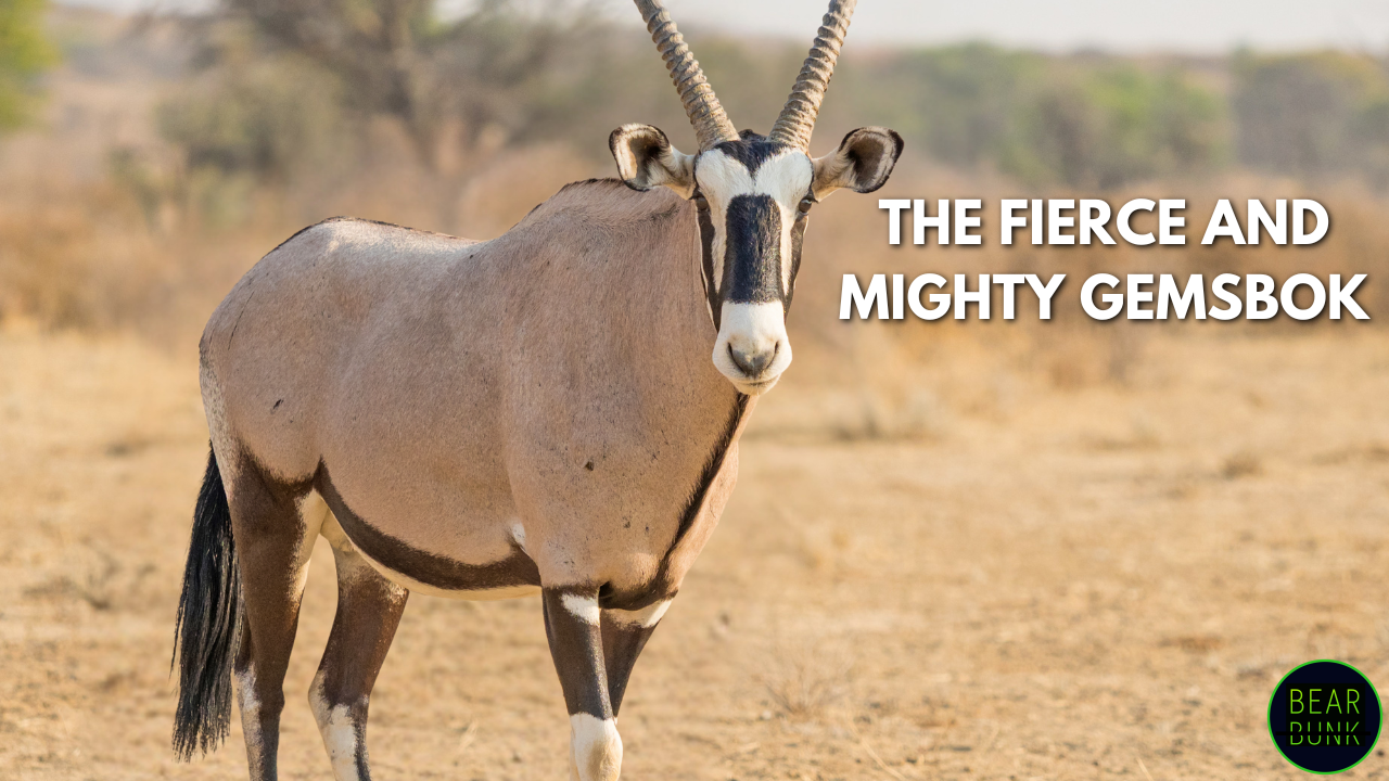 A striking gemsbok antelope with long, spear-like horns standing in the African desert.