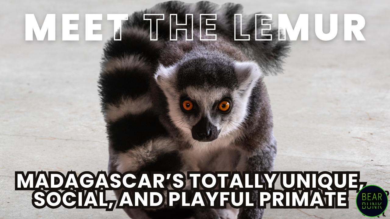 Lemurs: Madagascar’s Playful, Social, and Totally Unique Primates