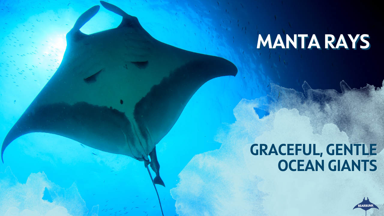 Cover image for the Manta Ray Blog: a manta ray gliding through the blue ocean with the title text “Manta Rays Graceful Gentle Ocean Giants.”