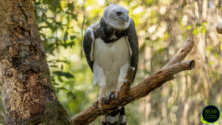 Animals of the Amazon | 10 Amazing Rainforest Creatures