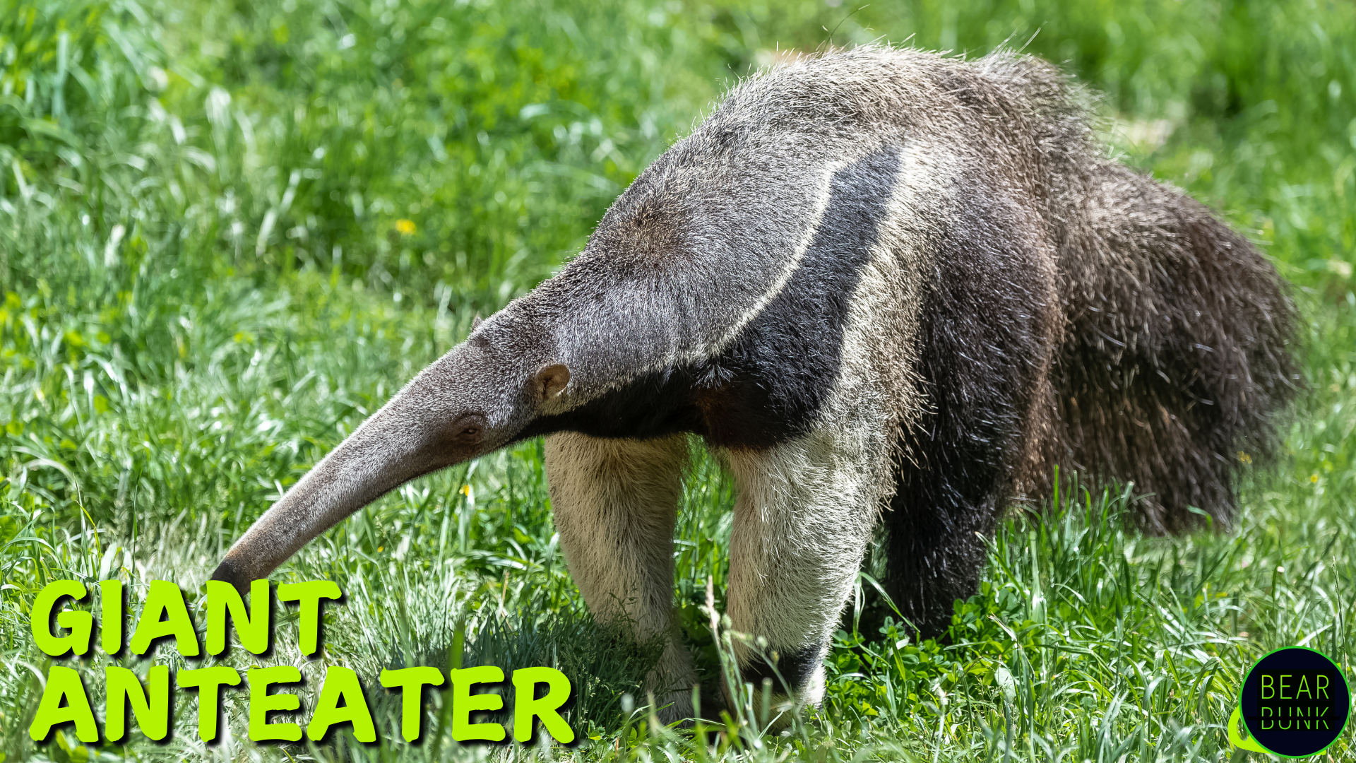 Animals of the Amazon | 10 Amazing Rainforest Creatures