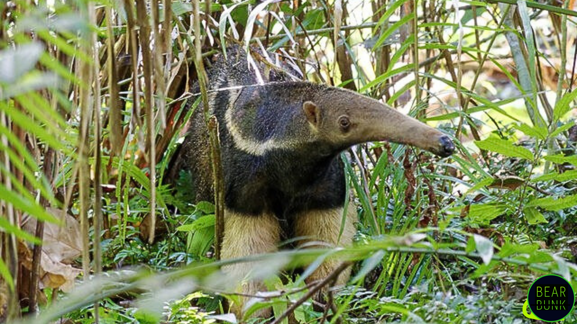 Animals of the Amazon | 10 Amazing Rainforest Creatures