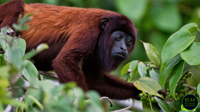 Animals of the Amazon | 10 Amazing Rainforest Creatures