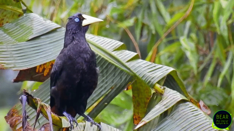 Animals of the Amazon | 10 Amazing Rainforest Creatures