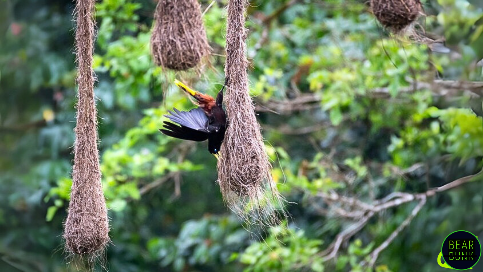 Animals of the Amazon | 10 Amazing Rainforest Creatures