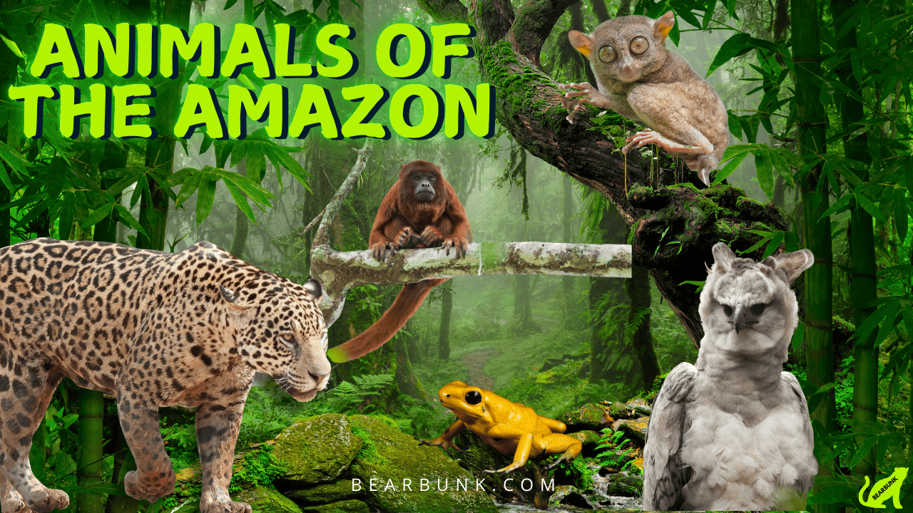 Animals of the Amazon | 10 Amazing Rainforest Creatures