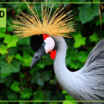 Close-up of a Grey Crowned Crane with its golden feather crown standing out against a green background. Bold text reads “Africa’s Dancing Cranes,” positioned clearly beside the bird’s head.