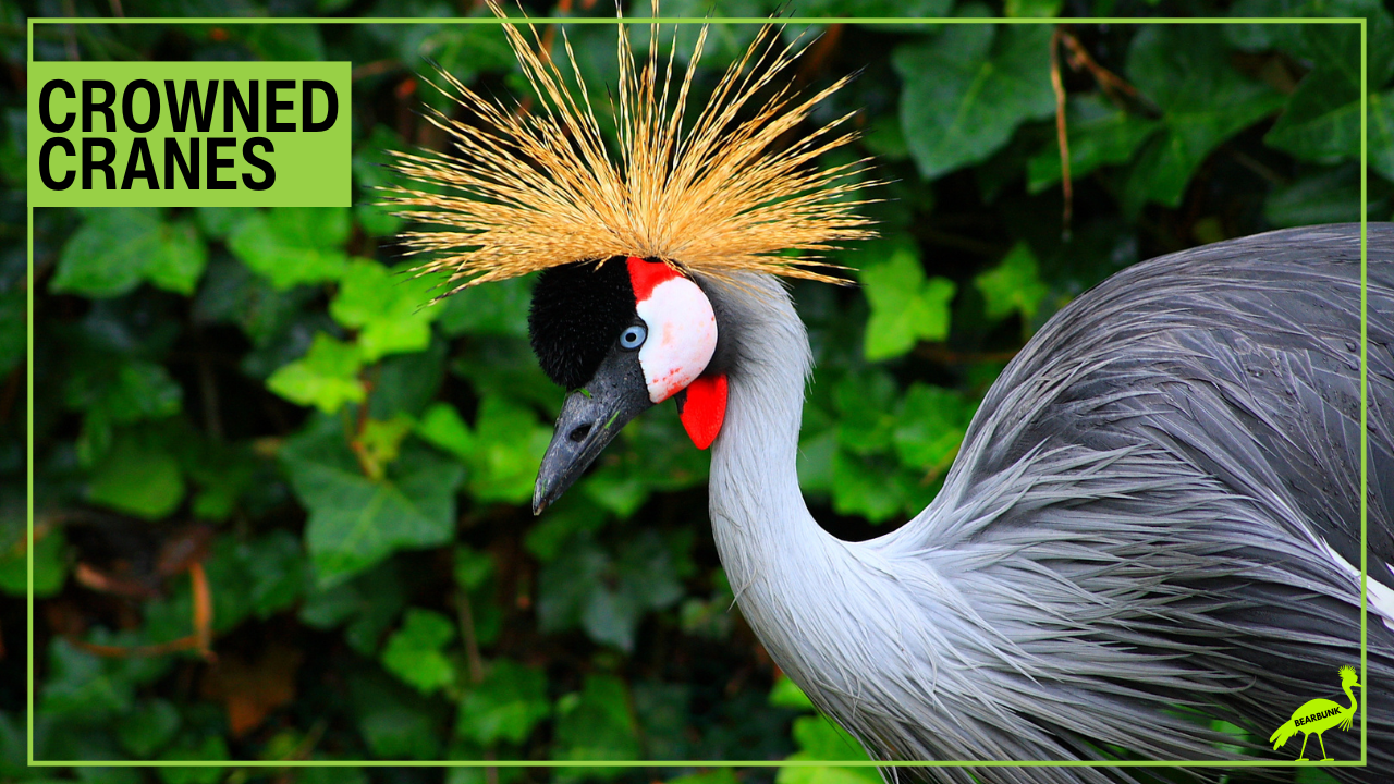 Colorful Crowned Cranes: Africa’s Amazing Dancing Birds