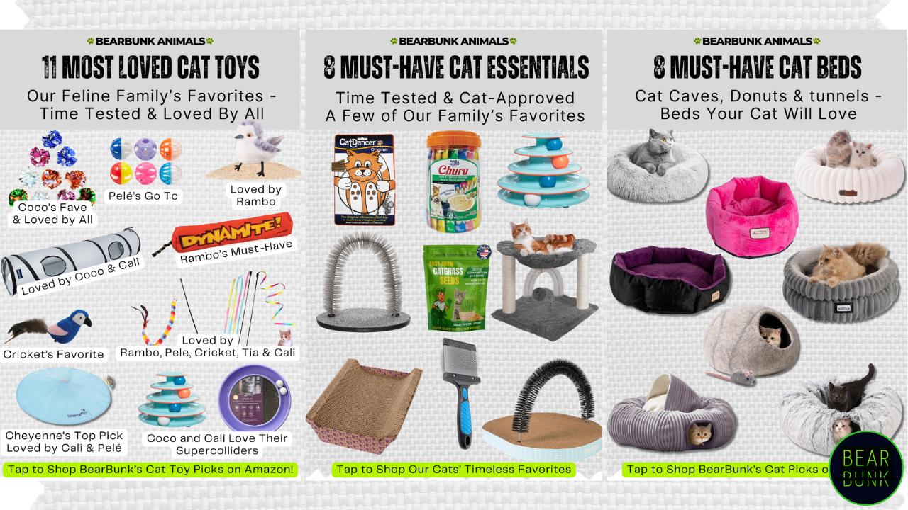 Cat Comfort & Care:
Our Family’s Favorite Cat Essentials
