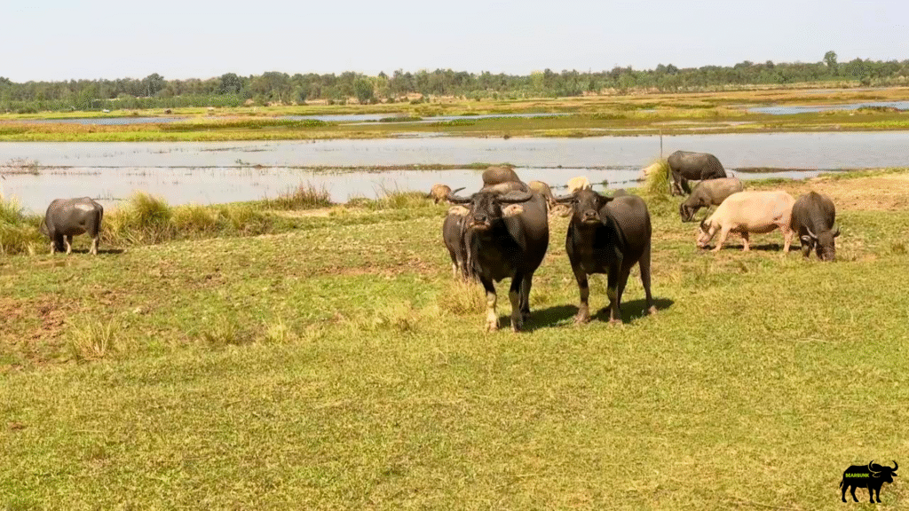 Buffalo