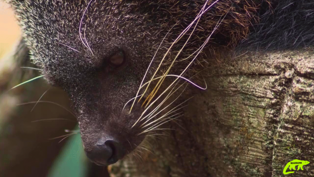 Binturong