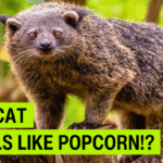 Close-up of a binturong, also called a bearcat, perched on a tree branch in a lush green rainforest with the text “Not a Bear or a Cat – The Popcorn-Scented Bearcat of Southeast Asia.”