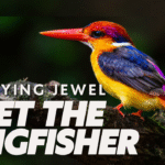 The Kingfisher bird is a true flying jewel — colorful, precise, and incredible to watch in action!