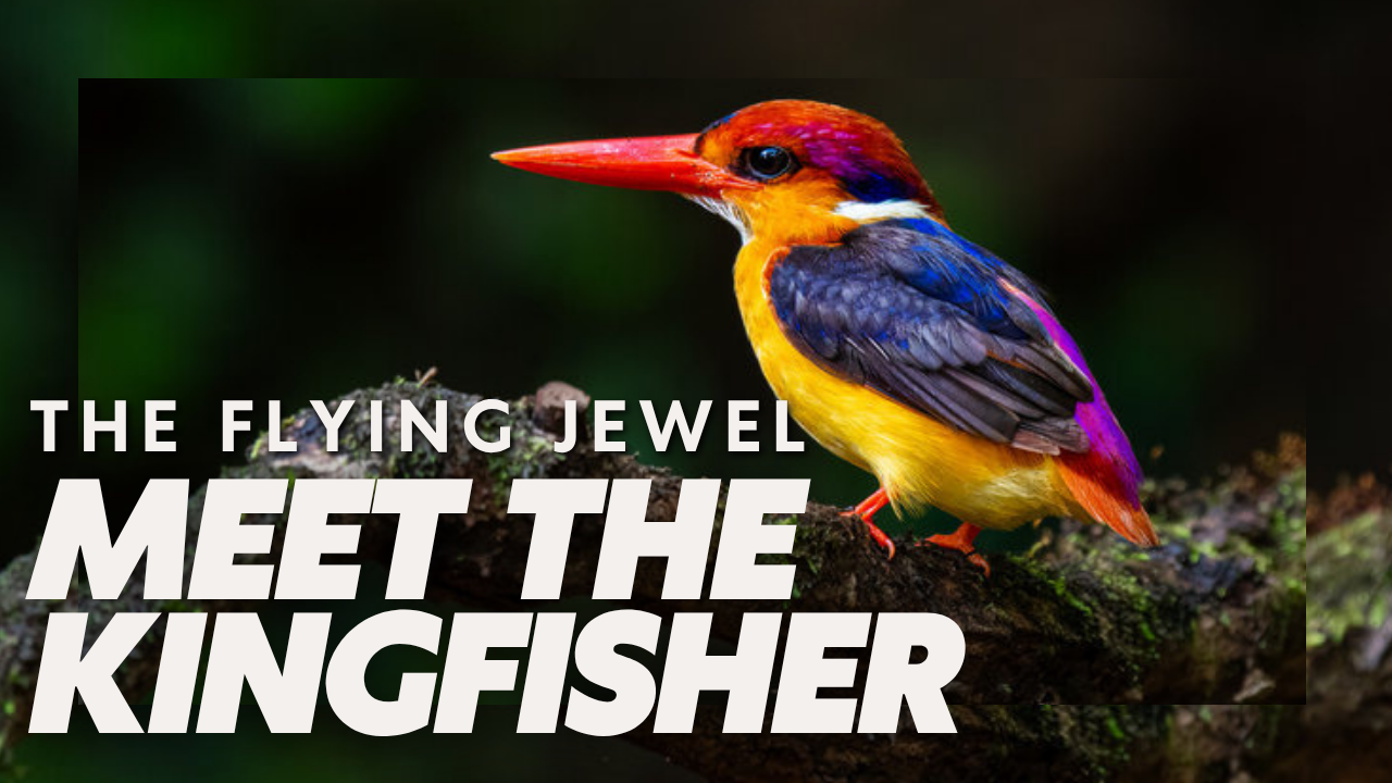 The Kingfisher bird is a true flying jewel — colorful, precise, and incredible to watch in action!
