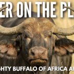 Close-up of an African Cape buffalo standing in tall grass, with large curved horns and a watchful gaze.