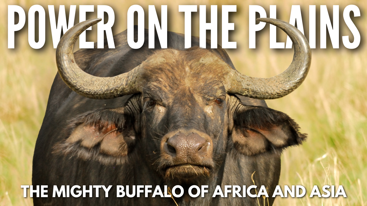 Power on the Plains | The Mighty Buffalo of Africa and Asia