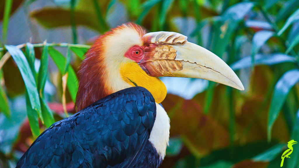 hornbill