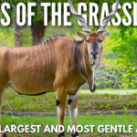 A majestic eland standing tall in golden grasslands, showcasing its spiral horns and calm expression — Africa’s largest and most gentle antelope.