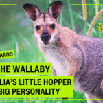 Wallaby standing alert in natural grass and scrub habitat, looking toward the camera with bright eyes and soft brown fur. For the Wallabies Blog.