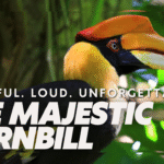 Close-up of a colorful hornbill with a bright yellow throat, black body, and large orange casque, perched among green jungle foliage.