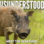 Close-up of a warthog with curved tusks and alert eyes, highlighting the misunderstood appearance of this intelligent African wild pig.
