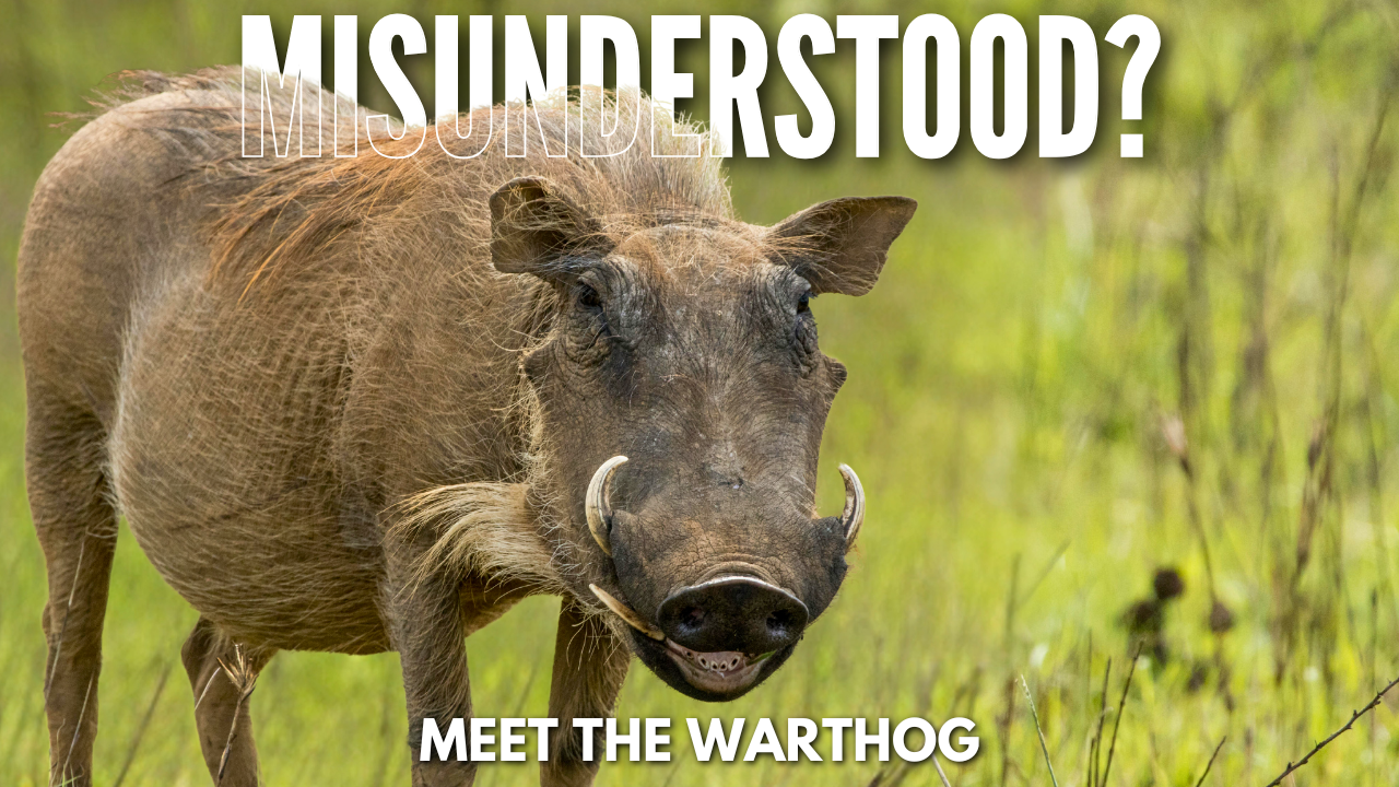 Meet the Misunderstood Warthog — Africa’s Tough, Clever Survivor