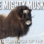 Musk ox standing in Arctic tundra showing thick fur and curved horns