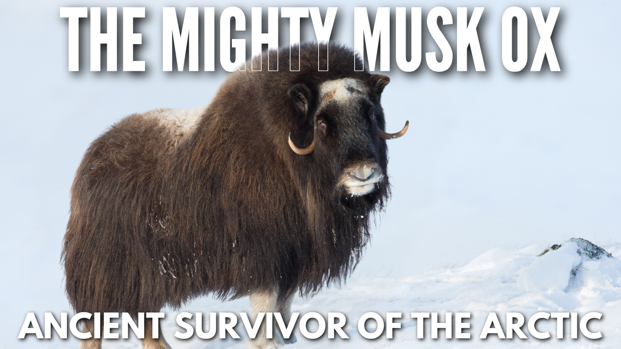 Musk ox standing in Arctic tundra showing thick fur and curved horns