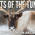 Caribou with large antlers walking across Arctic tundra during summer, showing powerful build and cold-weather adaptations.