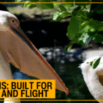 Close-up pelican showing its large beak and throat pouch, highlighting how pelicans are built for fishing and flight