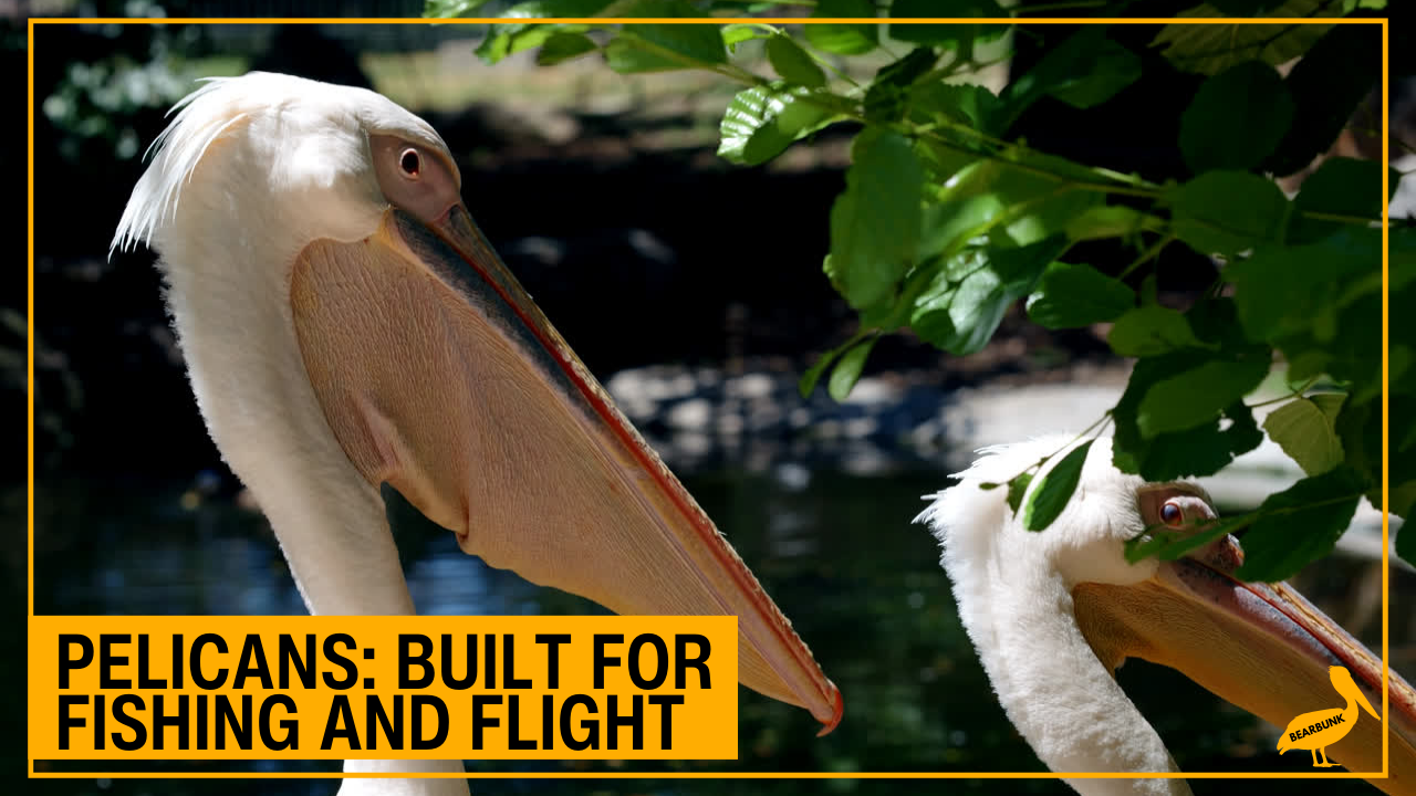 Close-up pelican showing its large beak and throat pouch, highlighting how pelicans are built for fishing and flight
