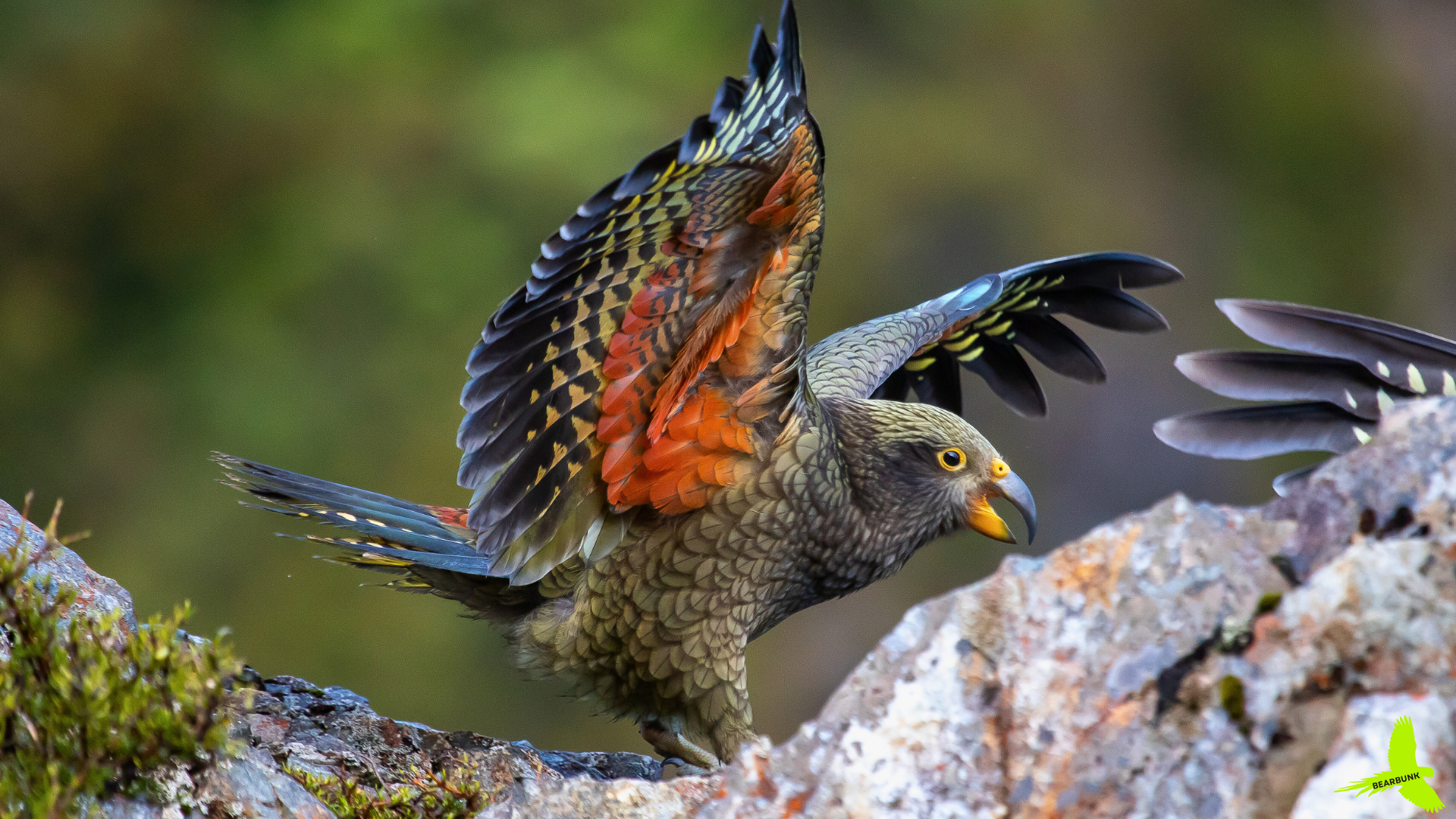 Kea Parrot: World’s Smartest Alpine Bird?