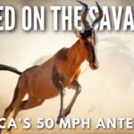 Hartebeest running across the African savanna with curved horns and high sloped shoulders visible.