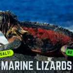 Marine iguana standing on black lava rock near the ocean in the Galápagos Islands, showing spines and rugged prehistoric appearance.