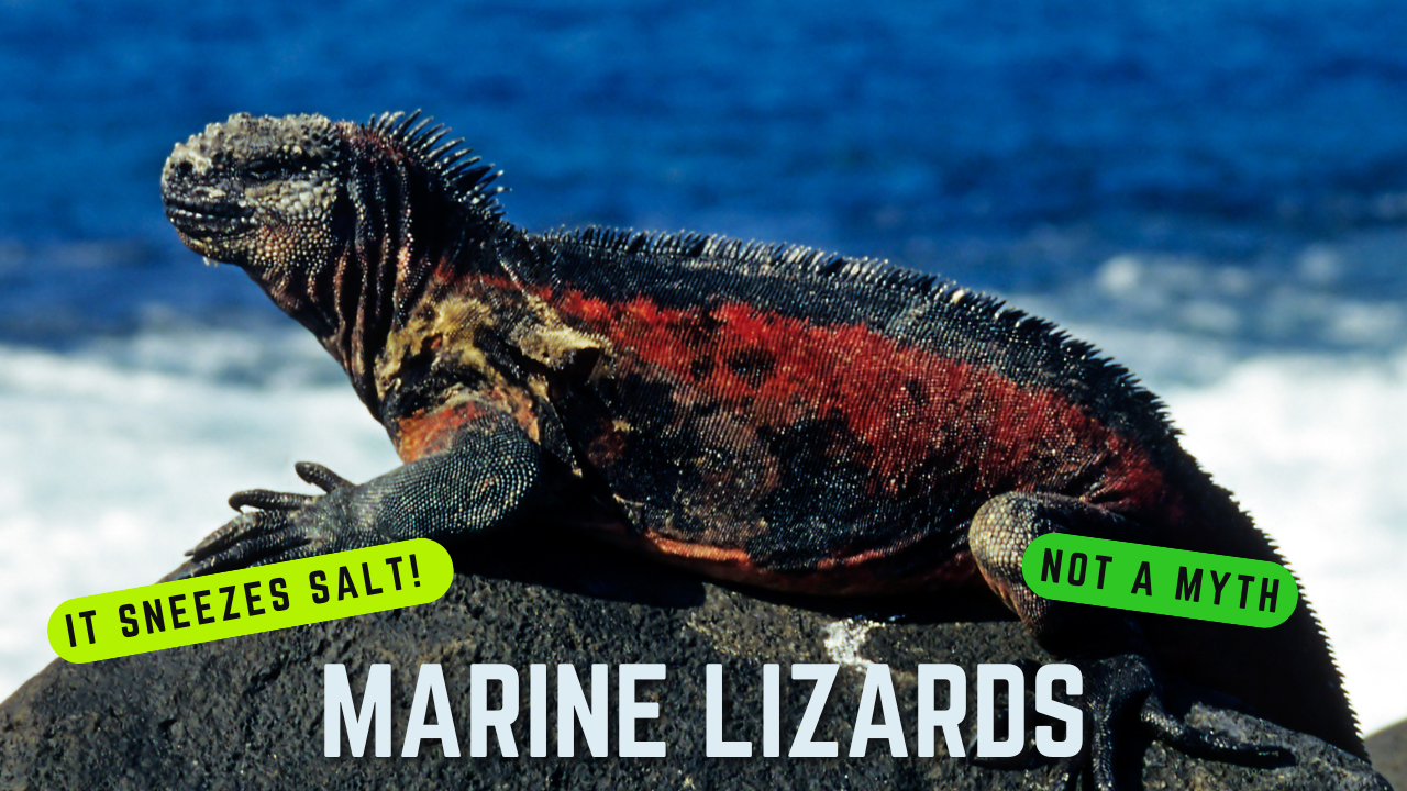 Marine iguana standing on black lava rock near the ocean in the Galápagos Islands, showing spines and rugged prehistoric appearance.