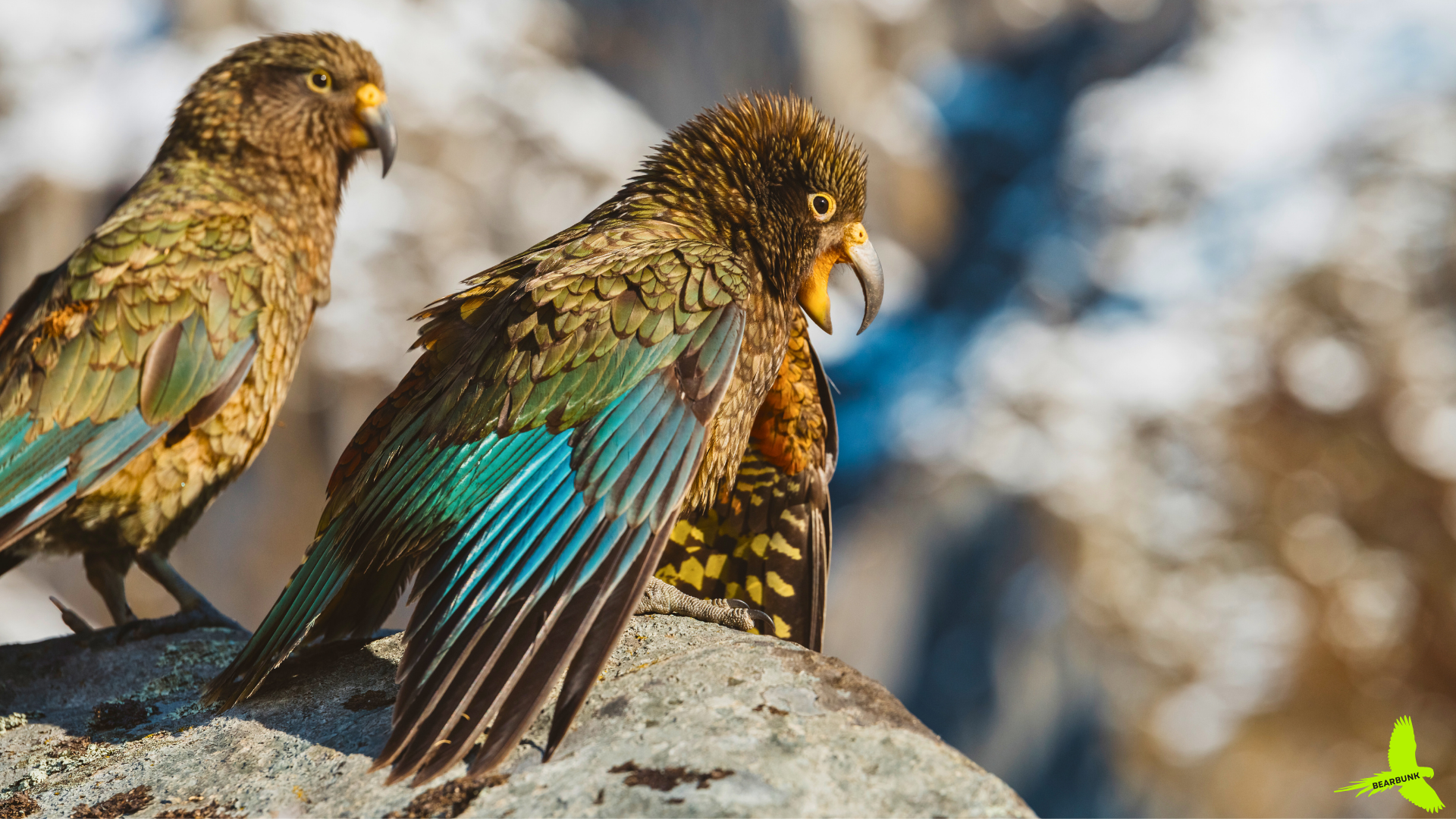 Kea Parrot: World’s Smartest Alpine Bird?