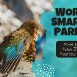 Kea parrot with wings spread in New Zealand’s Southern Alps, showing bright orange underwing feathers against a mountain background.