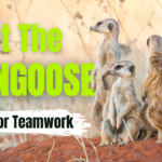 Group of African mongooses standing alert in savanna grass, demonstrating social troop teamwork.