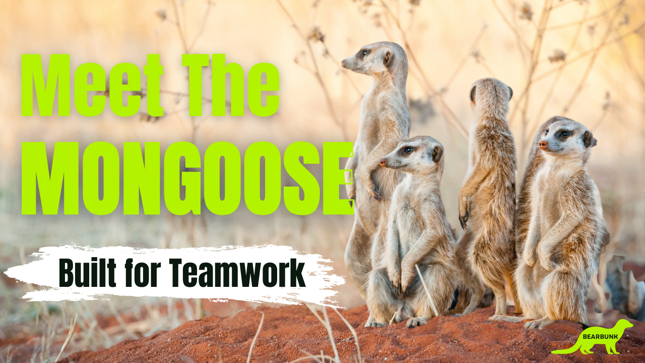 Group of African mongooses standing alert in savanna grass, demonstrating social troop teamwork.