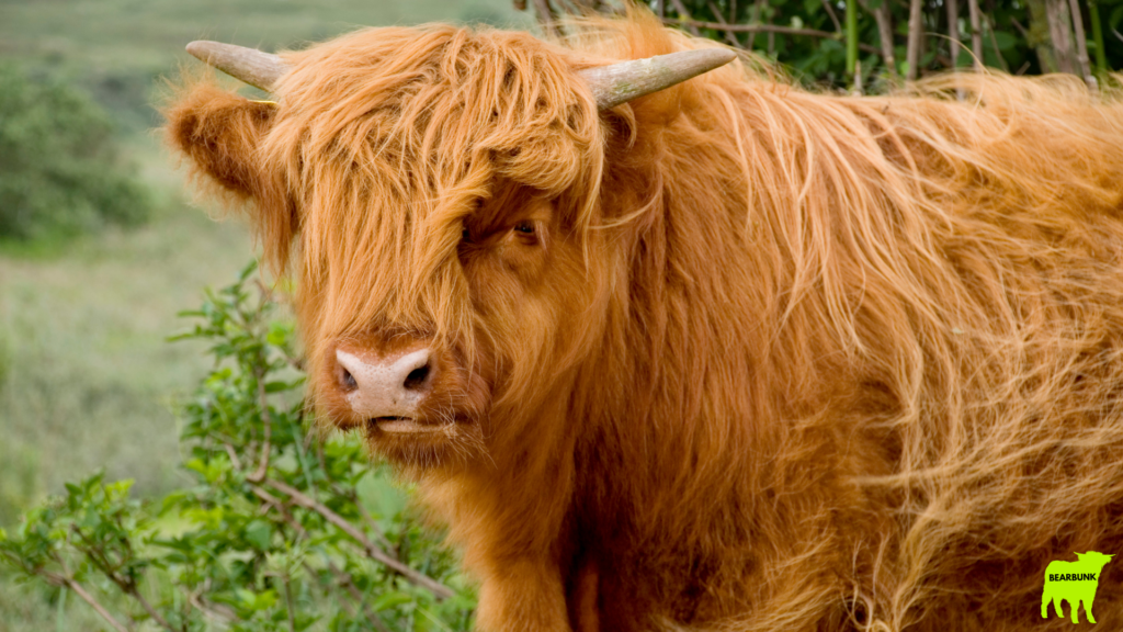 Highland Cow