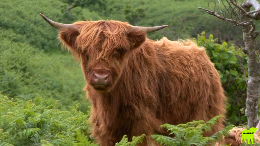 Highland Cow