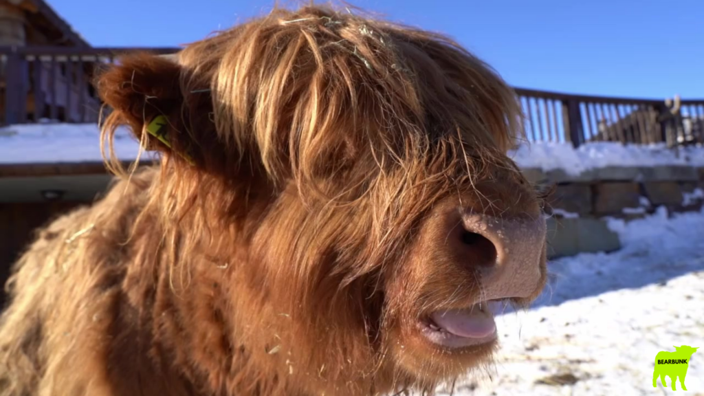 Highland Cow