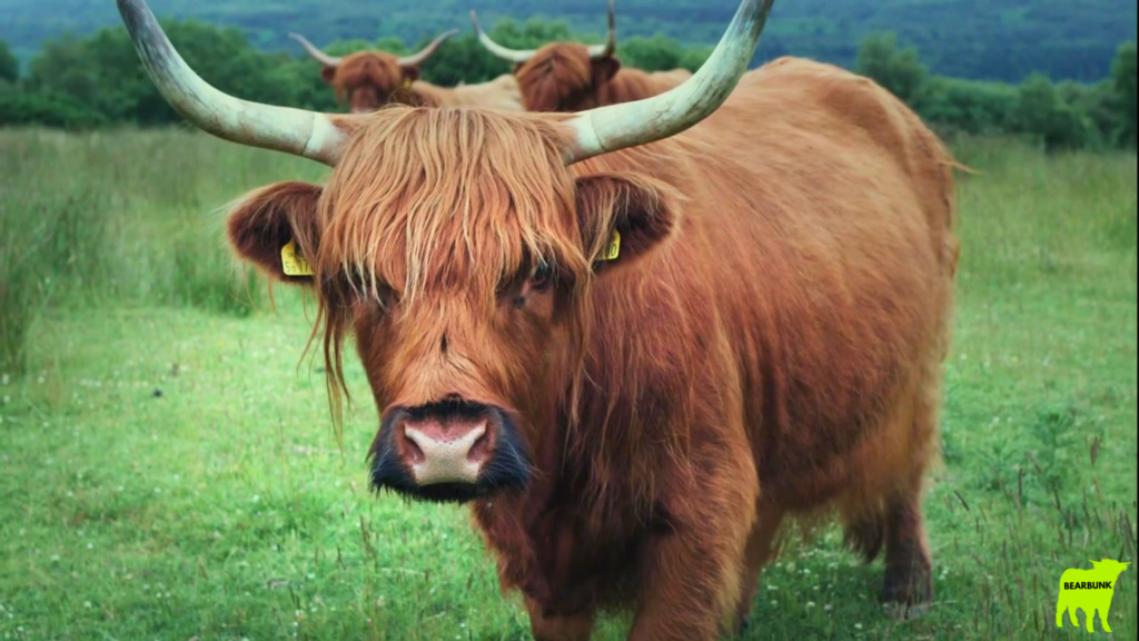 Highland Cow